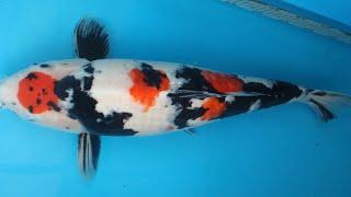 SelectKoi.com - Jumbo Maruten Showa 1 58CM (Maruhiro Farm)