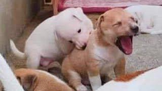 Videos De Risa De Animales 2023 - 10 Momentos Más Divertidos Perros del Año 