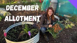 Top 5 Allotment Jobs For December - Allotment Gardening For Beginners UK