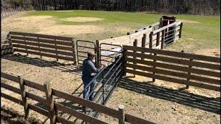 Perfect system for working a small herd of cattle. The Bud Box