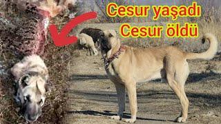 6 KURT KEŞİN ANNESİ PARÇALADI ~KEŞ 2 KURDU KOVALAYIP GÖTÜRDÜ ~WOLF ATTACK