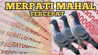 Merpati balap tercepat dan  termahal di dunia.