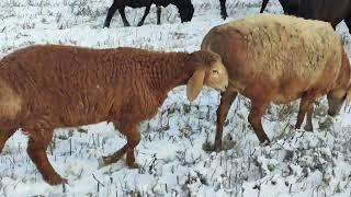 (1903) сын Ушастика 3 месячный