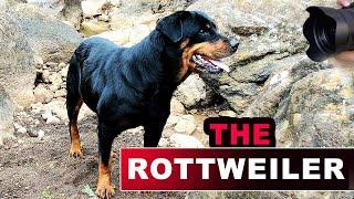 The ROTTWEILER! #Ten things you need to know