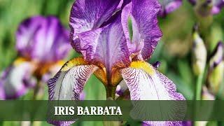 Iris Barbata: Wichtige Infos für eine erfolgreiche Bepflanzung