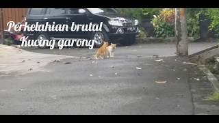 PERTARUNGAN BRUTAL KUCING GARONG