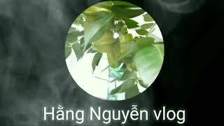 Hằng Nguyễn vlog - Giới thiệu kênh