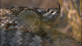 Аризона: в царстве гремучей змеи