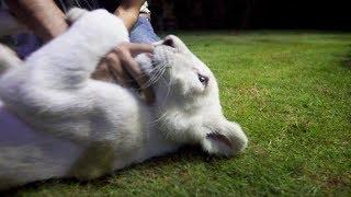 SHEROO the WHITE LION