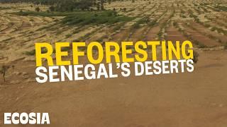 We're Restoring Senegal's Deserts - here's how