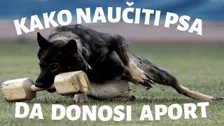 Kako naučiti psa da donosi aport