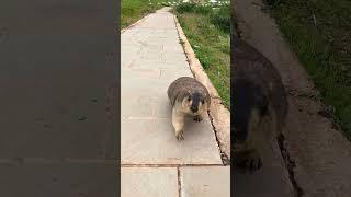 Cute Wild animal bobak marmot eating cookies yummy 110