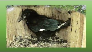 Wood hoopoe nest 2 2024 - chick ringing