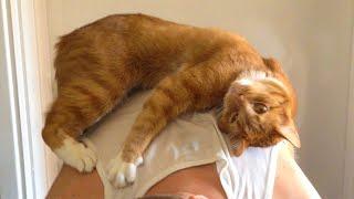 World's snuggliest cat greets his favorite human | Oppa the Orange Cat
