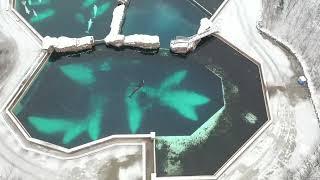 A drone was flown over MarineLand and their last surviving orca, Kiska. The footage is heartbreaking