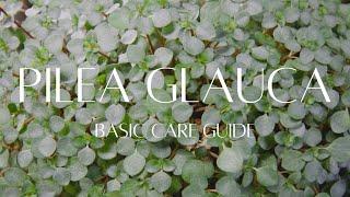 PILEA GLAUCA / LIBANENSIS | Houseplant care guide. Learn how to care for the baby tears plant.