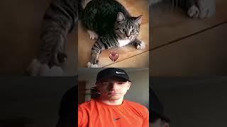 Cat spin Mr  Bombastic  #shorts #memes #funny