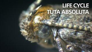 Life cycle of Tuta absoluta (tomato leaf mining moth)