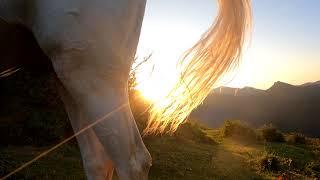 Even Super horse needs quiet time. Sunset with my arabian stallion.