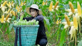 Harvesting Sweet Corn for Sale at Market - Farmer's Life - Daily life - Amanda