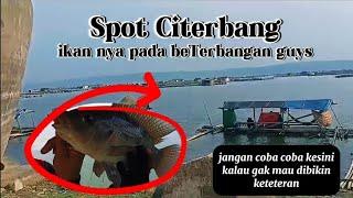 MANCING JATILUHUR TERBARU//Eps16/SPOT CITERBANG.