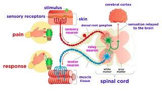 The Peripheral Nervous System: Nerves and Sensory Organs