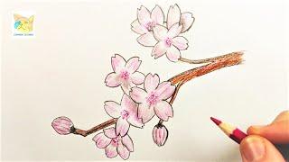 comment dessiner des fleurs de cerisier japonais