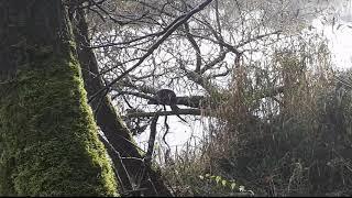 Yurty Ahearn the Limerick Otter having a scratch