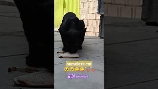 I love feeding street cats️#shorts #shortvideo #pets #cat #streetcat #foodcat #cats #cute