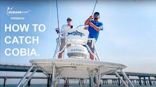 Tutorial: How to Catch COBIA (Chesapeake Bay)