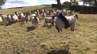 Sheep STUCK in a rope swing