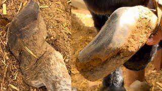 Poor Donkey, Suffering From Twisted Hooves Every Moment!【DONKEY HOOF SAVIOR】