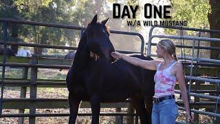 Day One with a Wild Mustang | Buffalo Hills 2024