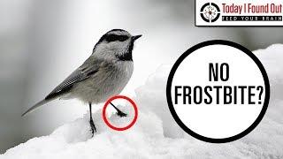 Why Don't Birds' Legs Freeze