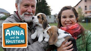 Beagle | Information für Kinder | Anna und die Haustiere