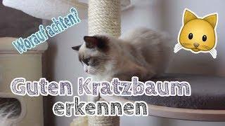 Worauf achten beim KRATZBAUM KAUF? Guten Kratzbaum für Katze finden! Tipps!