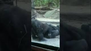 #Gay #Gorilla at #Zoo