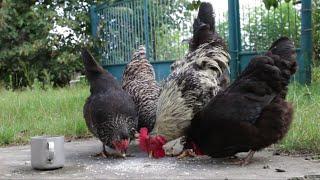 8k HD Ultra video Chickens Video Very Beautiful Chickens.