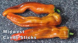 Midwest Candy Sticks Pepper - An Ornamental Great Tasting Pepper