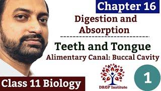 Chapter 16 | Digestion and Absorption | Buccal Cavity Teeth and Tongue | Class 11 CBSE RBSE Part-1