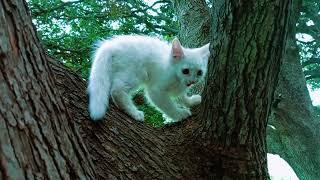 kitten escaped in the wild, climbing in the OAKS Trees  and hiding into the green gross ️