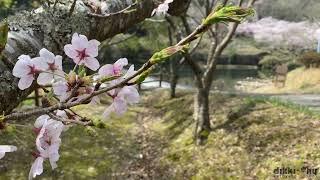 RELAXING NATURE SOUND - BIRDS CHIRPING IN A SPRING GARDEN - CALMING 10 min MINDFULNESS MEDITATION