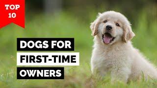 Top 10 Dog Breeds For First Time Owners