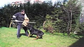 Rotwailler köpek eğitimi Şükrü Sağlam k9 bodyguard eğitimi