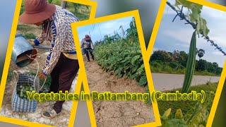 Vegetables in  Battambang [Cambodia]ចំការលោកពូអ្នកមីងនៅឯខេត្តបាត់ដំបងធំសាហាវ