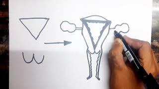 How to draw Female Reproductive system diagram class 10 // Science diagram class 10