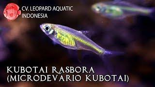 Kubotai Rasbora. The emerald green tetra that is so pretty! (Leopard Aquatic T024A)