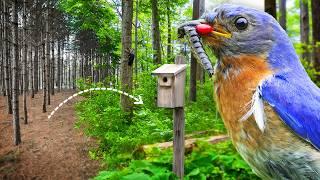 The Life of Nesting Birds on The Wildlife Homestead