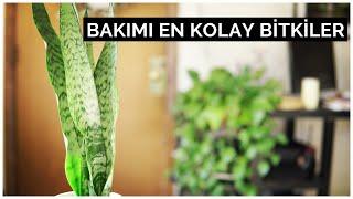 BAKIMI EN KOLAY BİTKİLER | Az Işık Bitkileri, Çoğaltma Yöntemleri