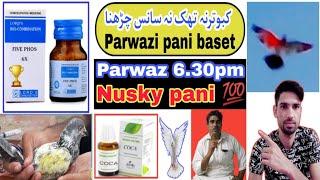 kabootar ki udan parhanay ka nuskha bazi walay Nusky pani parwaz 6.30pm hamar azmoudan